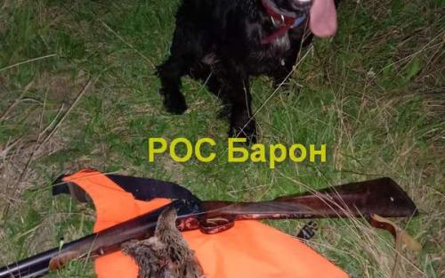 РОС Барон