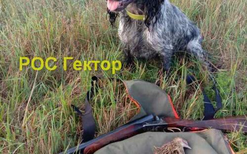 РОС Гектор